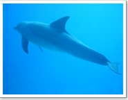 Delfin