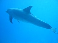 Delfin